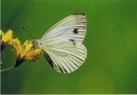 Green-veined White 2003 - Clive Burrows
